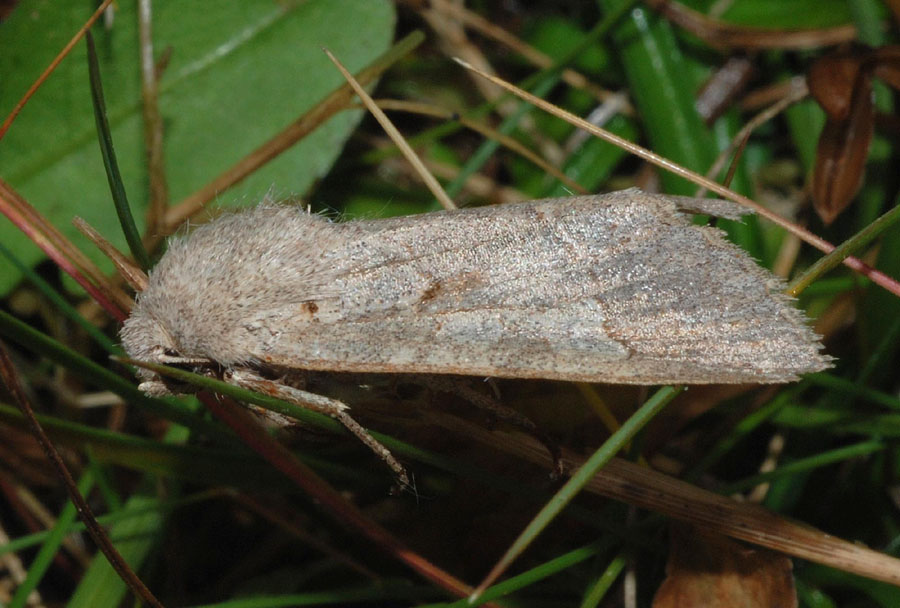 Noctuidae da det.